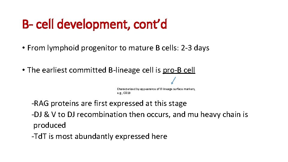 B- cell development, cont’d • From lymphoid progenitor to mature B cells: 2 -3