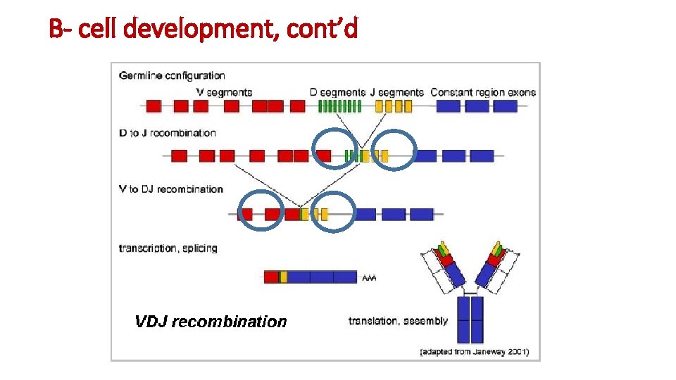B- cell development, cont’d 