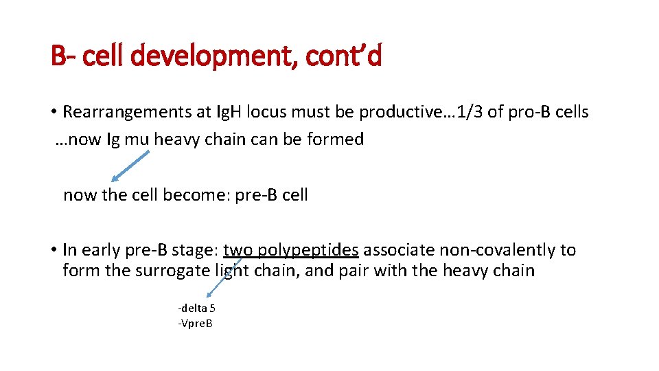B- cell development, cont’d • Rearrangements at Ig. H locus must be productive… 1/3