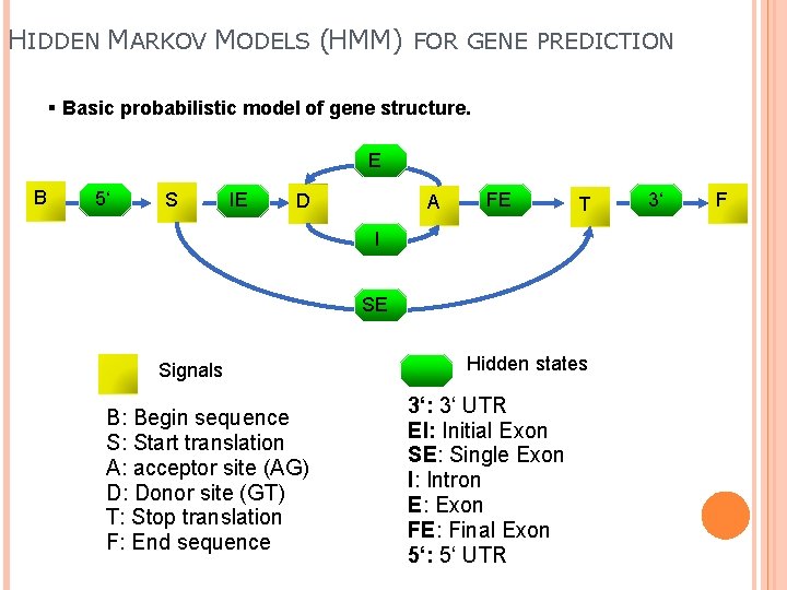 HIDDEN MARKOV MODELS (HMM) FOR GENE PREDICTION § Basic probabilistic model of gene structure.