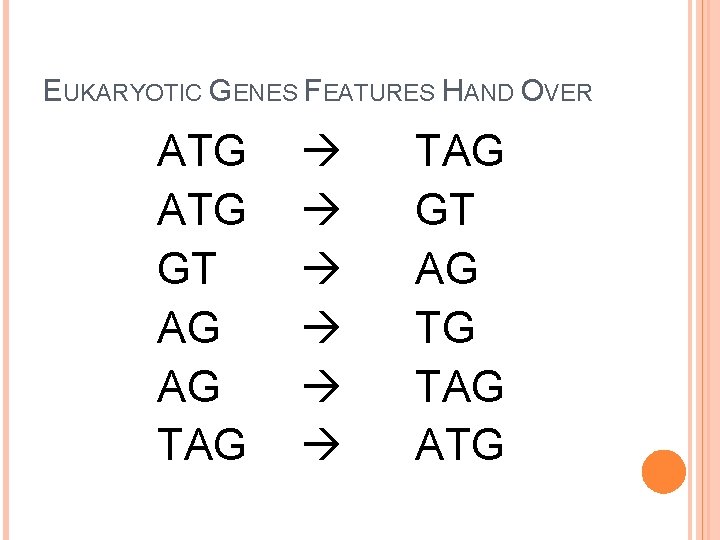 EUKARYOTIC GENES FEATURES HAND OVER ATG GT AG AG TAG TAG GT AG TG