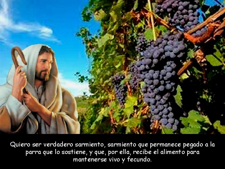 Quiero ser verdadero sarmiento, sarmiento que permanece pegado a la parra que lo sostiene,