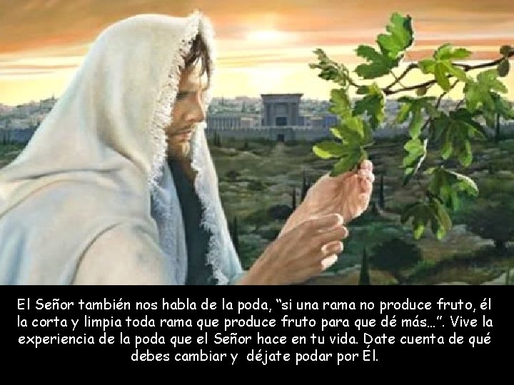 El Señor también nos habla de la poda, “si una rama no produce fruto,