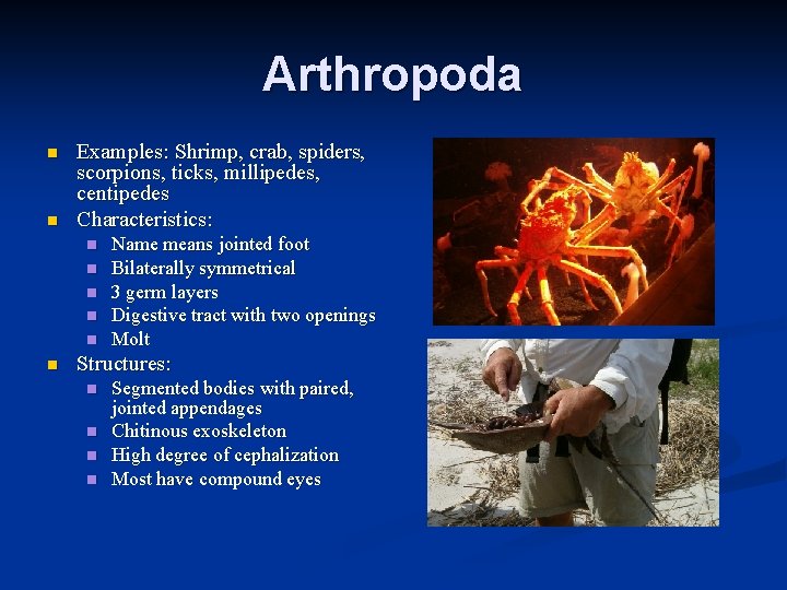 Arthropoda n n Examples: Shrimp, crab, spiders, scorpions, ticks, millipedes, centipedes Characteristics: n n