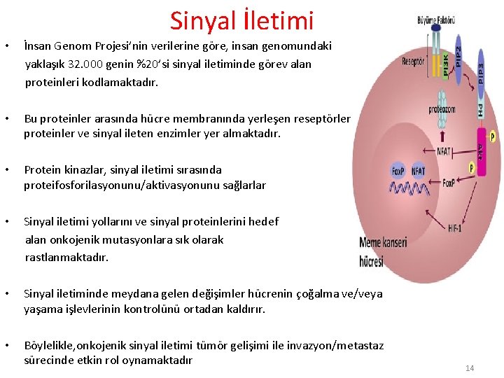 Sinyal İletimi • İnsan Genom Projesi’nin verilerine göre, insan genomundaki yaklaşık 32. 000 genin