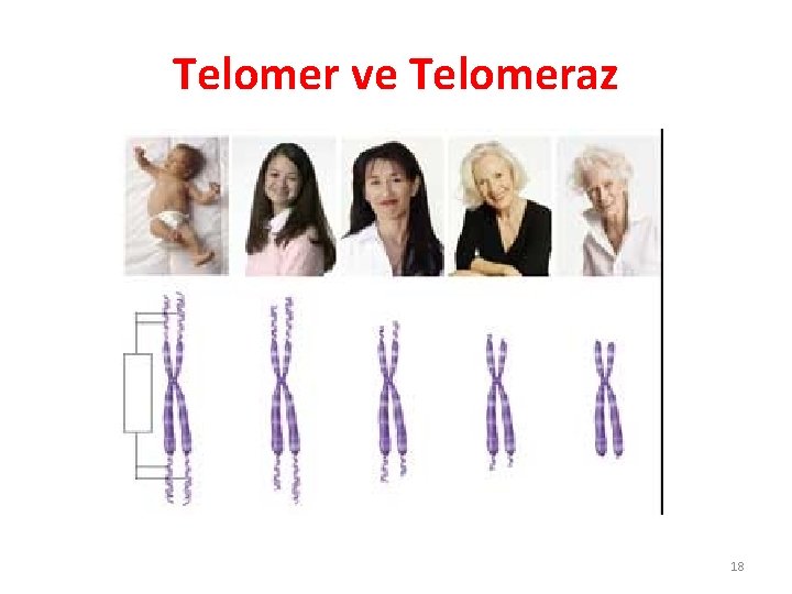 Telomer ve Telomeraz 18 