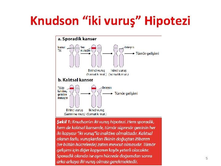 Knudson “iki vuruş” Hipotezi 5 