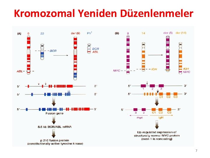 Kromozomal Yeniden Düzenlenmeler 7 