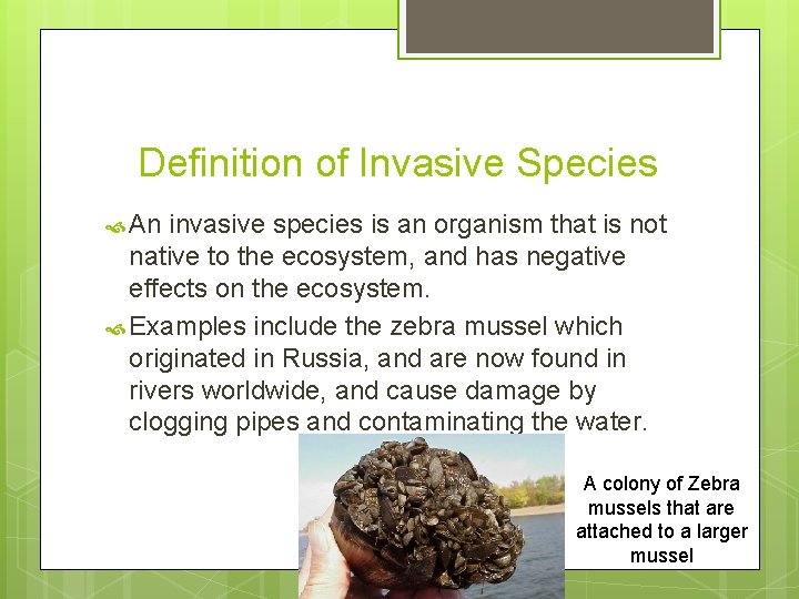 Definition of Invasive Species An invasive species is an organism that is not native