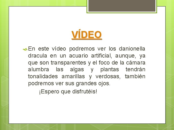 VÍDEO En este vídeo podremos ver los danionella dracula en un acuario artificial, aunque,