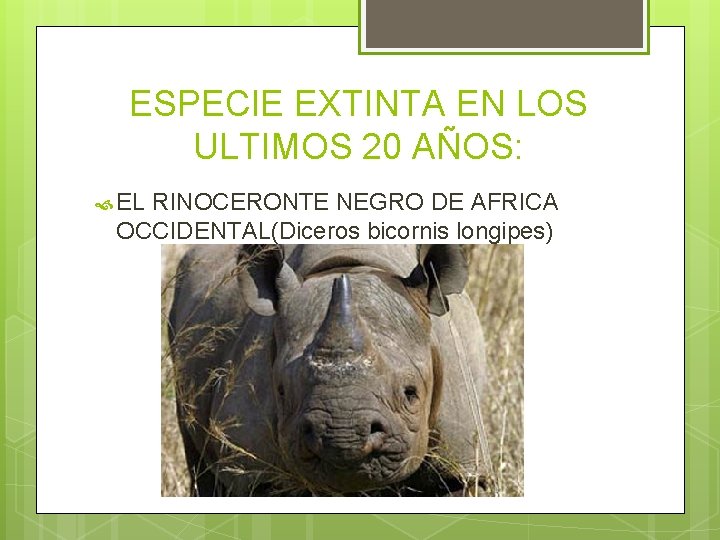 ESPECIE EXTINTA EN LOS ULTIMOS 20 AÑOS: EL RINOCERONTE NEGRO DE AFRICA OCCIDENTAL(Diceros bicornis