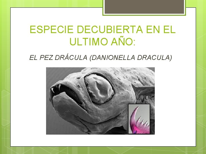 ESPECIE DECUBIERTA EN EL ULTIMO AÑO: EL PEZ DRÁCULA (DANIONELLA DRACULA) 