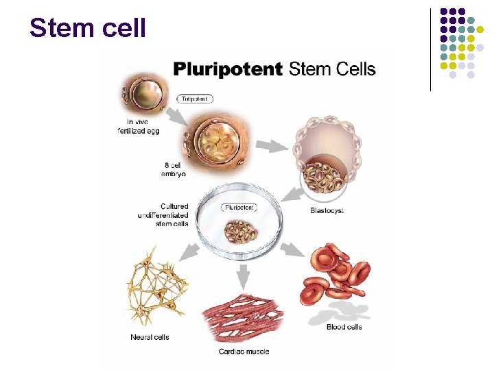Stem cell 