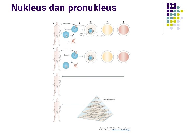 Nukleus dan pronukleus 