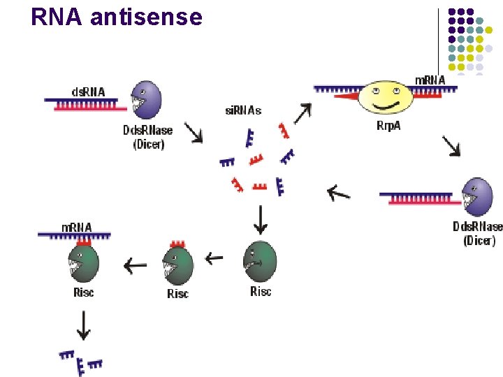 RNA antisense 