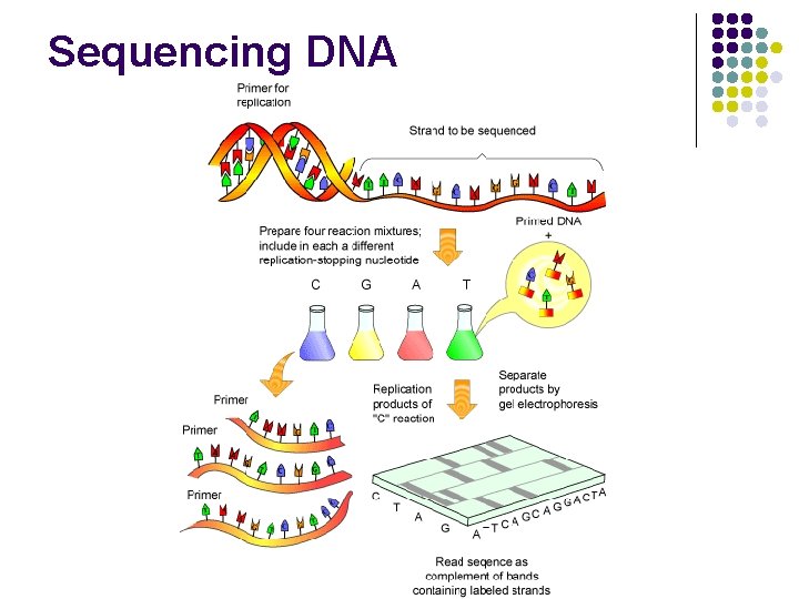 Sequencing DNA 