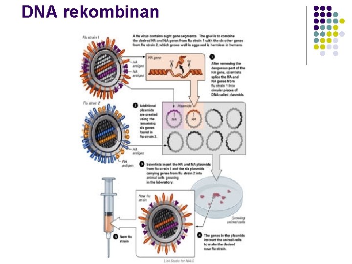 DNA rekombinan 