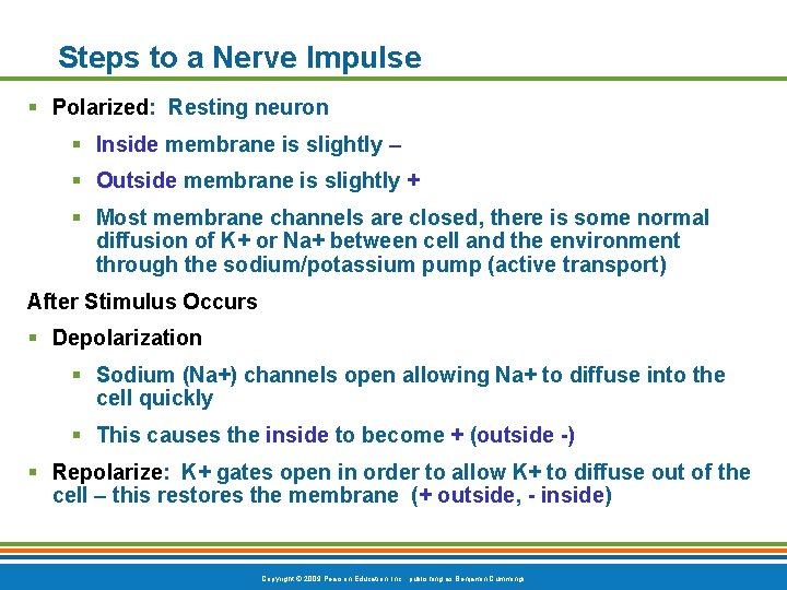 Steps to a Nerve Impulse § Polarized: Resting neuron § Inside membrane is slightly