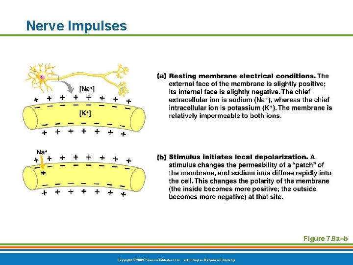 Nerve Impulses Figure 7. 9 a–b Copyright © 2009 Pearson Education, Inc. , publishing