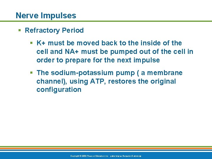 Nerve Impulses § Refractory Period § K+ must be moved back to the inside