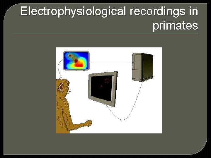 Electrophysiological recordings in primates 