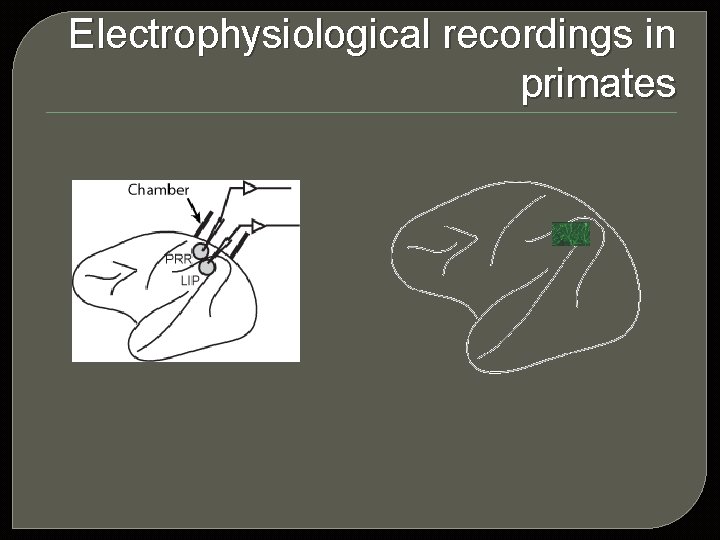 Electrophysiological recordings in primates 