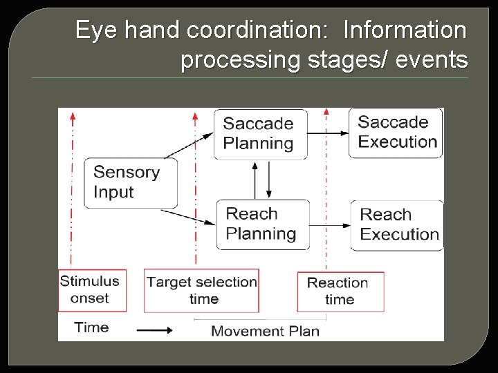 Eye hand coordination: Information processing stages/ events 