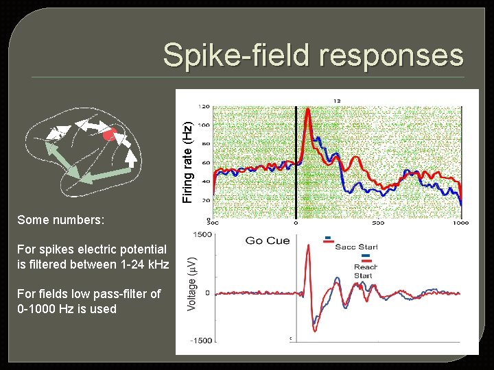 Firing rate (Hz) Spike-field responses Some numbers: For spikes electric potential is filtered between