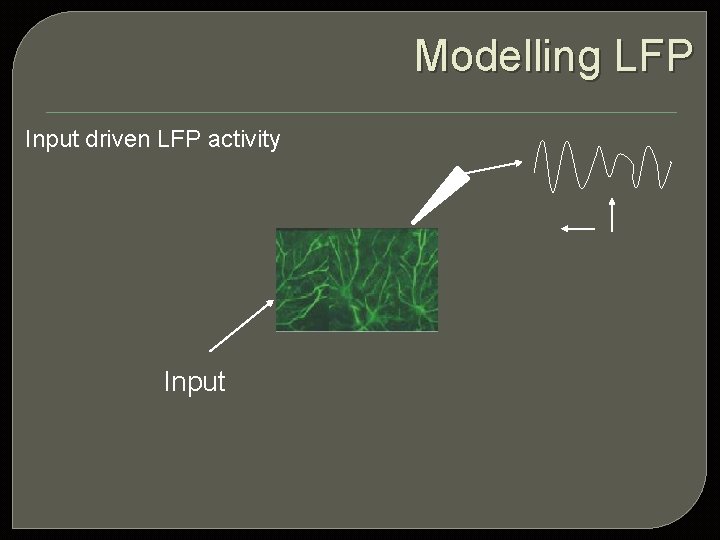 Modelling LFP Input driven LFP activity Input 