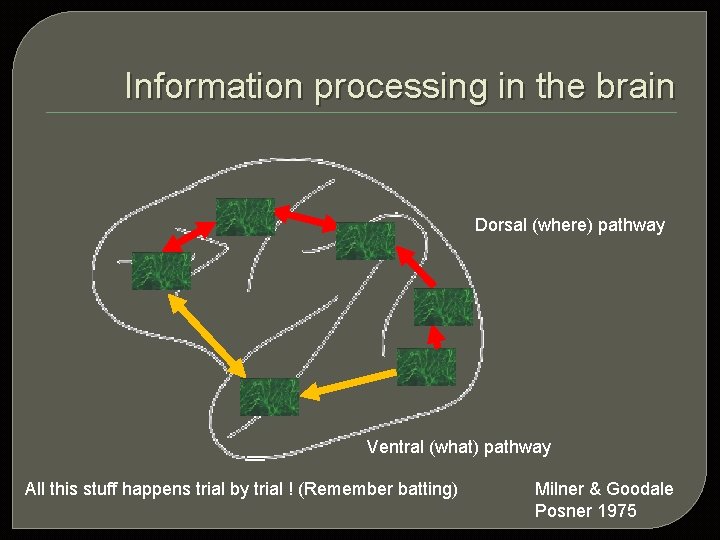 Information processing in the brain Dorsal (where) pathway Ventral (what) pathway All this stuff