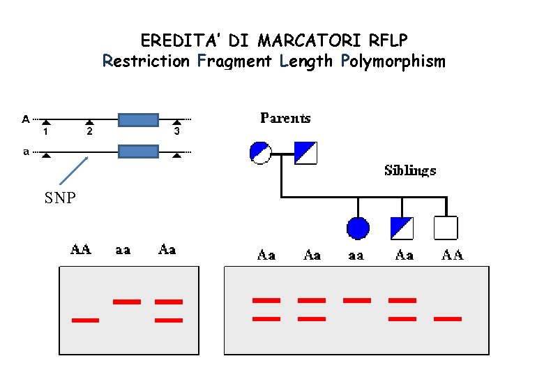 EREDITA’ DI MARCATORI RFLP Restriction Fragment Length Polymorphism SNP 