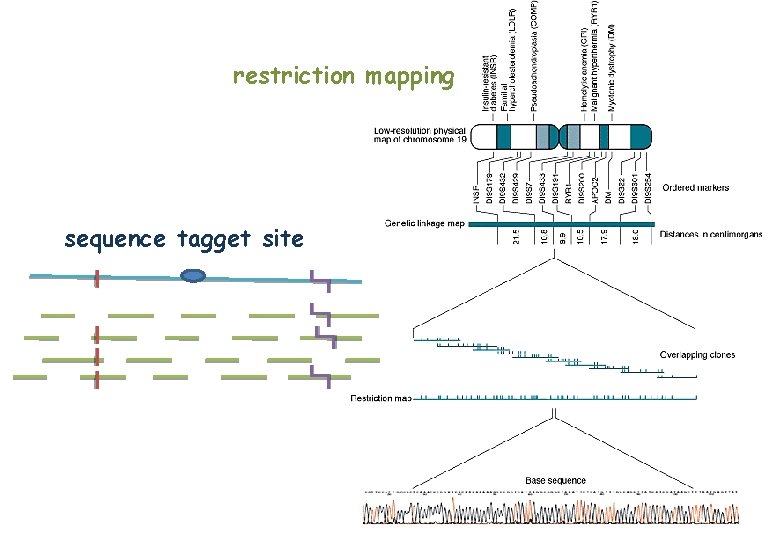 restriction mapping sequence tagget site 