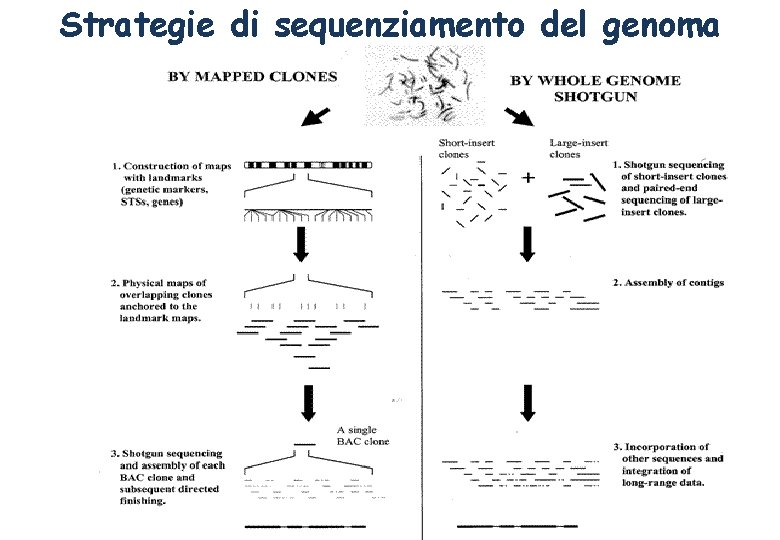 Strategie di sequenziamento del genoma 