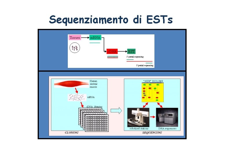 Sequenziamento di ESTs 