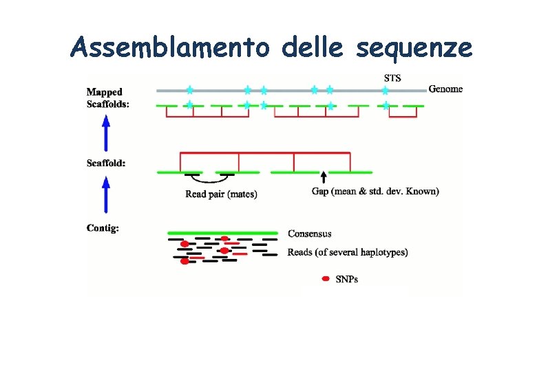 Assemblamento delle sequenze 