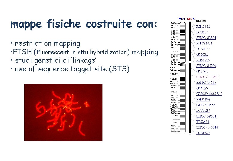 mappe fisiche costruite con: • restriction mapping • FISH (Fluorescent in situ hybridization) mapping