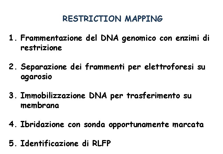 RESTRICTION MAPPING 1. Frammentazione del DNA genomico con enzimi di restrizione 2. Separazione dei