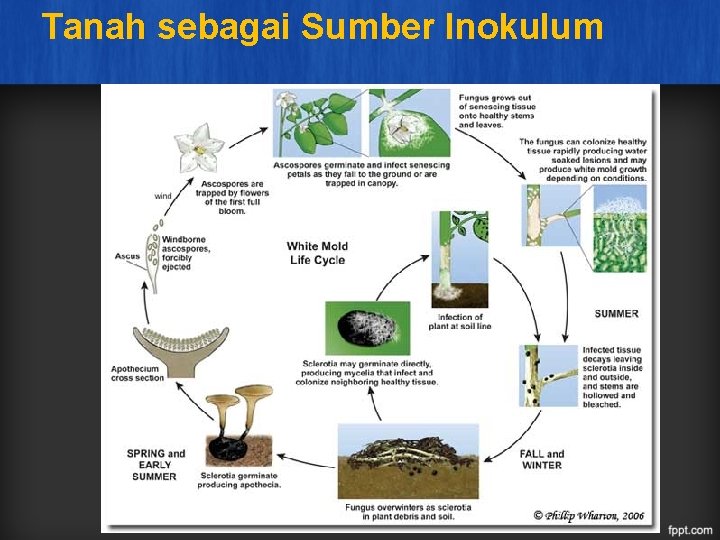Tanah sebagai Sumber Inokulum 