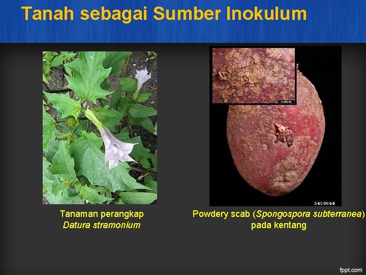 Tanah sebagai Sumber Inokulum Tanaman perangkap Datura stramonium Powdery scab (Spongospora subterranea) pada kentang