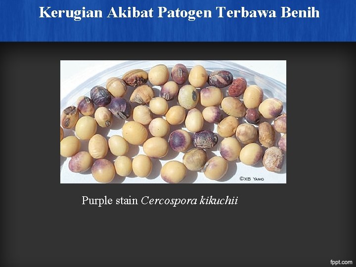 Kerugian Akibat Patogen Terbawa Benih Purple stain Cercospora kikuchii 