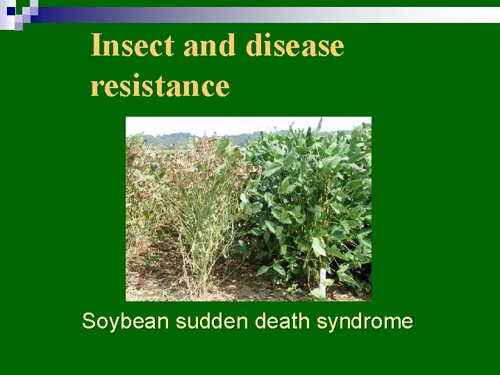 Insect and disease resistance Soybean sudden death syndrome 