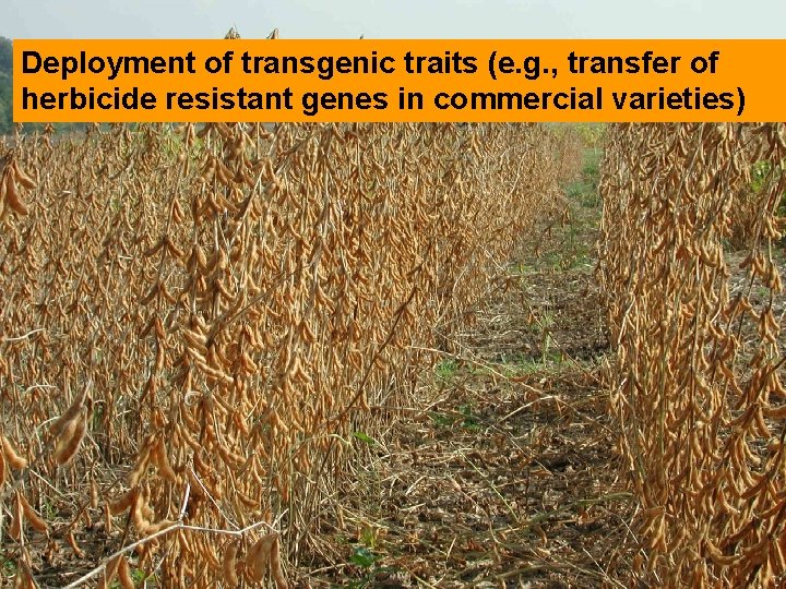 Deployment of transgenic traits (e. g. , transfer of herbicide resistant genes in commercial