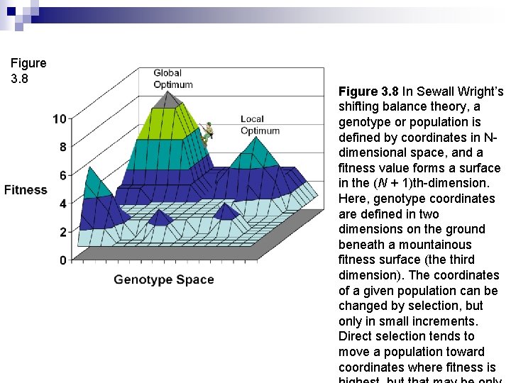 Figure 3. 8 In Sewall Wright’s shifting balance theory, a genotype or population is