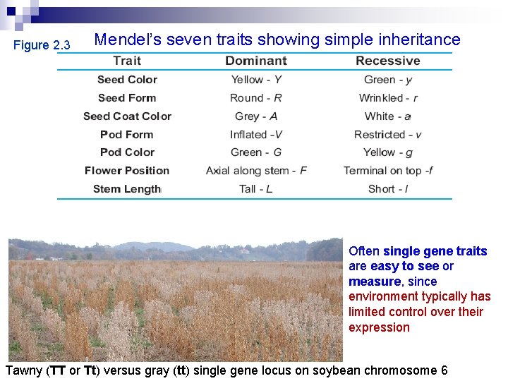 Figure 2. 3 Mendel’s seven traits showing simple inheritance Often single gene traits are