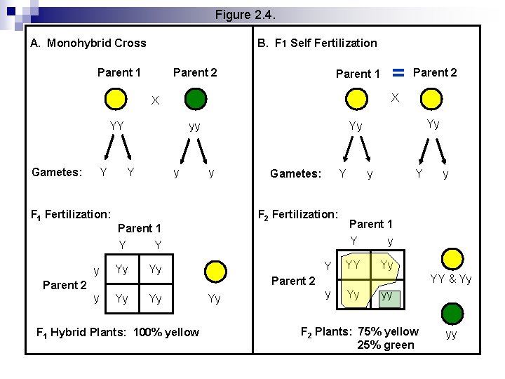 Figure 2. 4. A. Monohybrid Cross B. F 1 Self Fertilization Parent 1 Parent