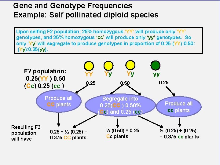 Gene and Genotype Frequencies Example: Self pollinated diploid species Upon selfing F 2 population;
