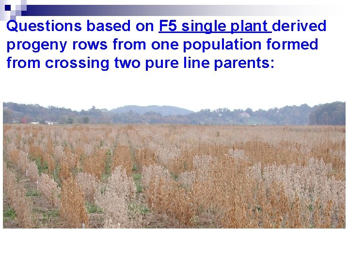 Questions based on F 5 single plant derived progeny rows from one population formed