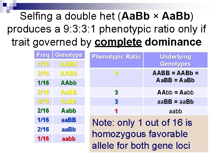 Selfing a double het (Aa. Bb × Aa. Bb) produces a 9: 3: 3: