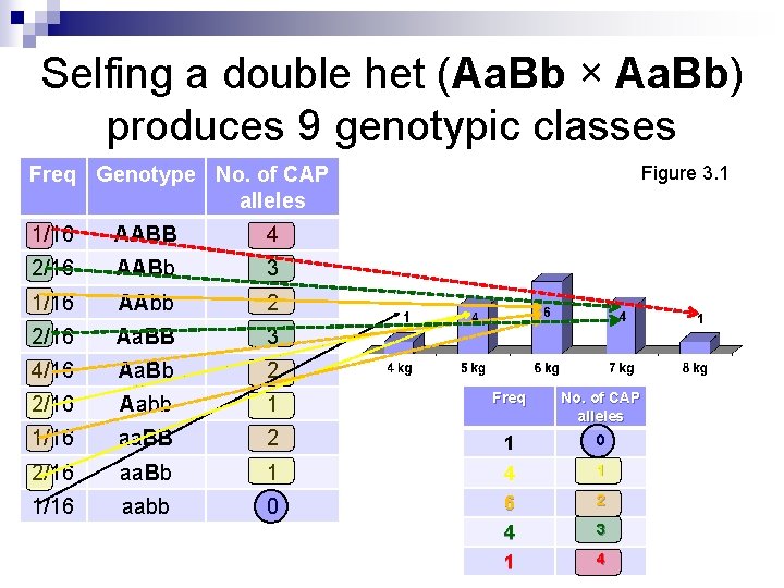 Selfing a double het (Aa. Bb × Aa. Bb) produces 9 genotypic classes Figure