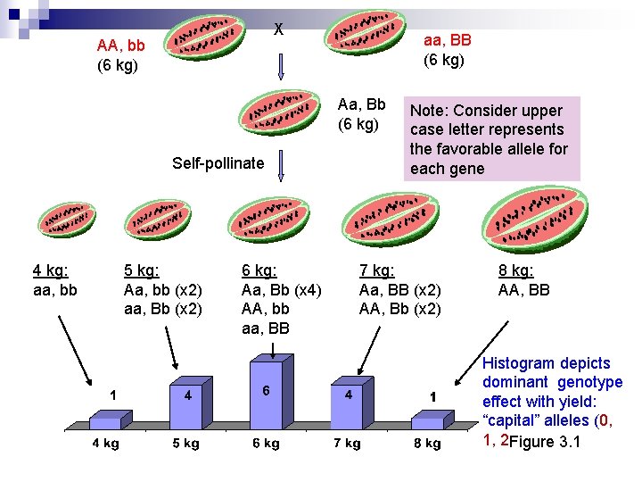 X AA, bb (6 kg) aa, BB (6 kg) Aa, Bb (6 kg) Self-pollinate